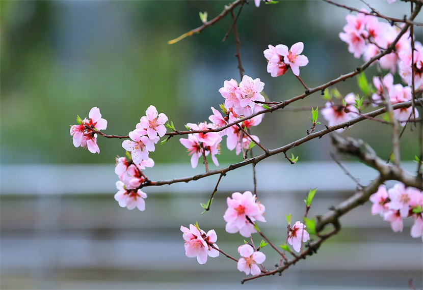 三生三世十里桃花是在哪里拍摄？