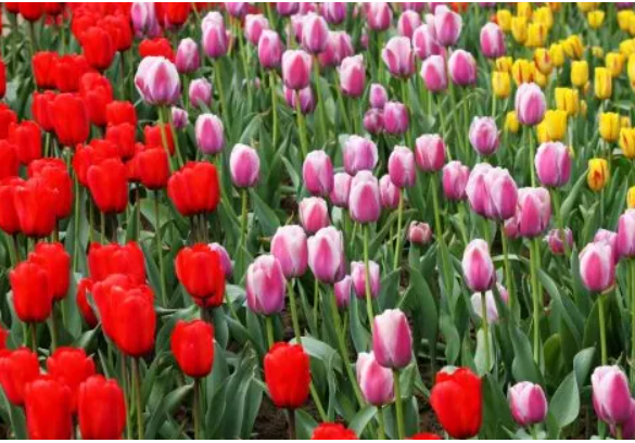 原来姹紫嫣红开遍似这般这句话出自哪里