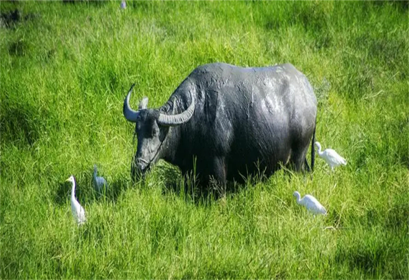 五宫福地好彩来是什么生肖