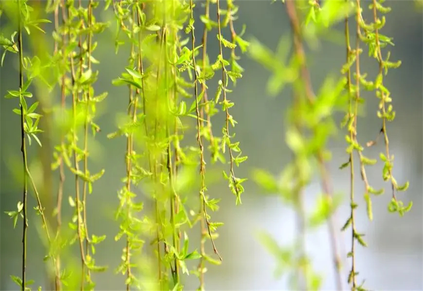 小柳树和小枣树告诉我们什么道理