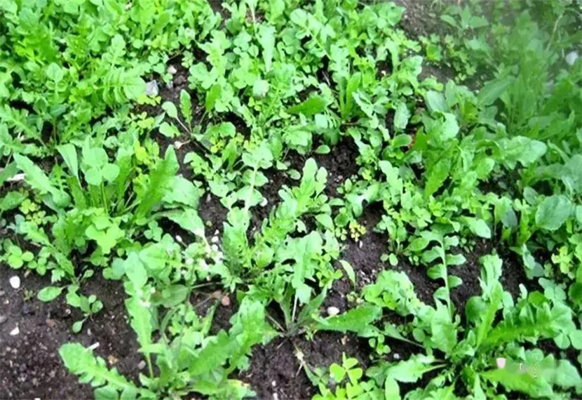 荠菜民间叫什么菜