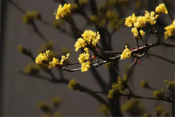 遍插茱萸少一人的遍是什么意思