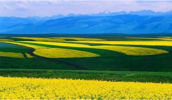 中国天马之乡在新疆的哪个地方