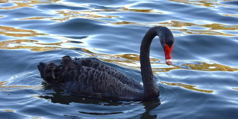 黑天鹅事件是指什么