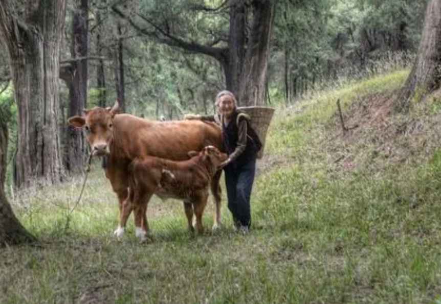 老黄牛指的是什么人