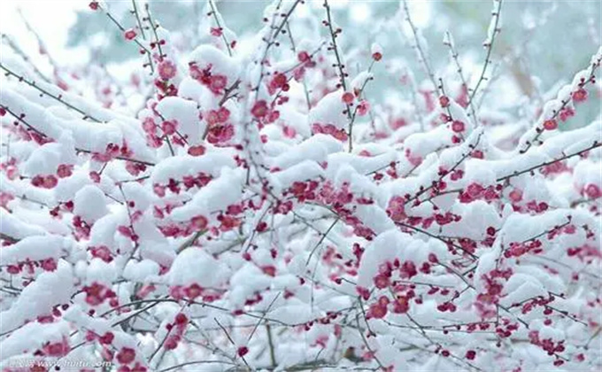醉雪在陈情令中扮演的是谁