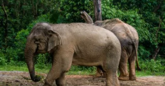 一头大象还是一只大象正确