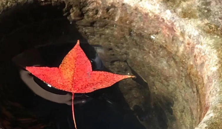 吃水不忘挖井人告诉我们什么道理