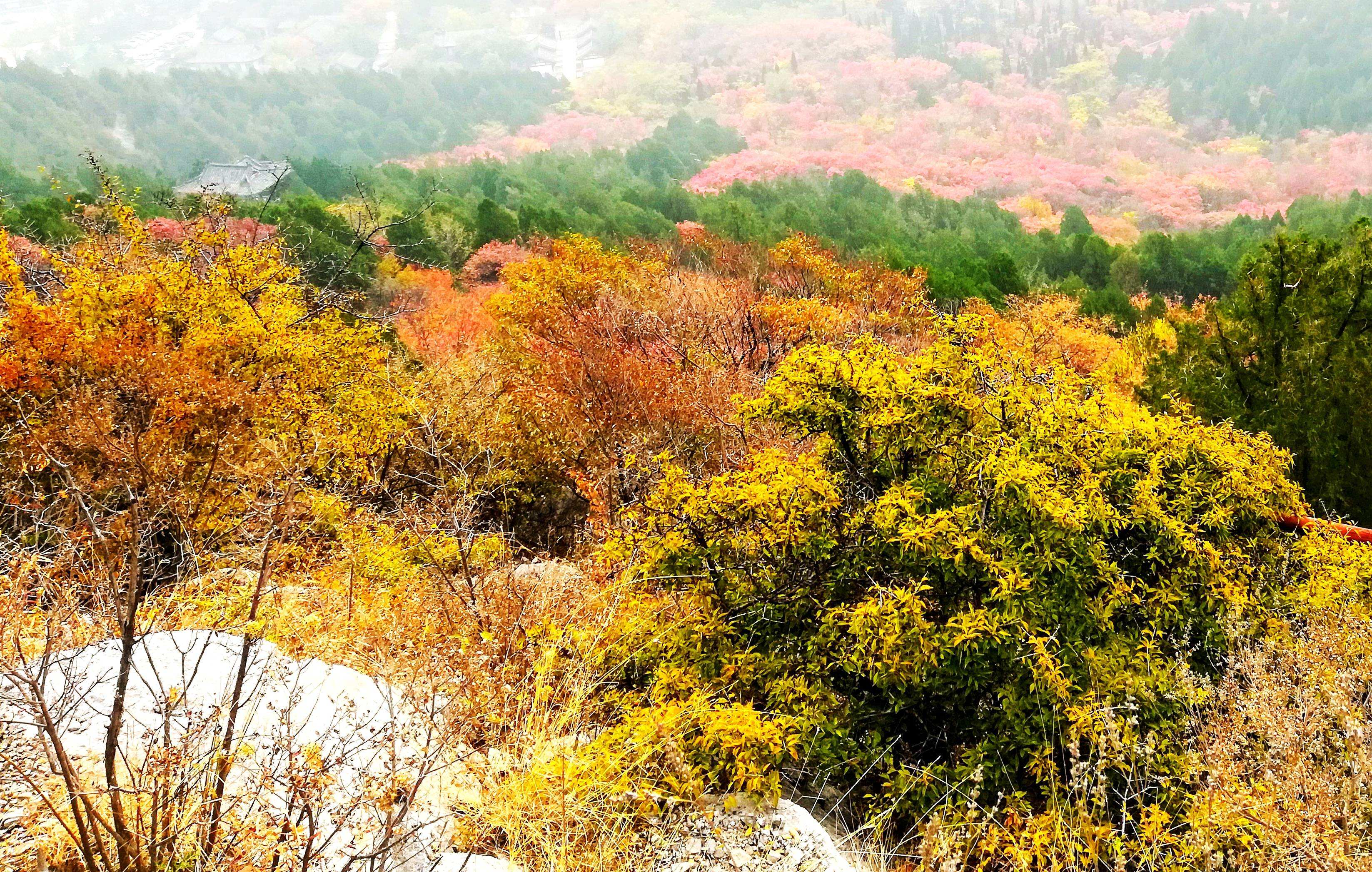 济南的秋天是什么体裁啊