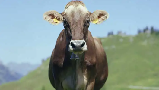 大材小用代表什么生肖