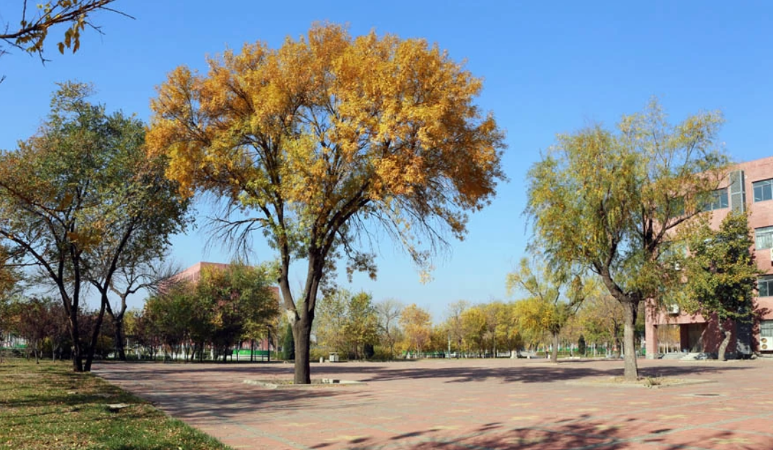 天津理工大学是211还是985