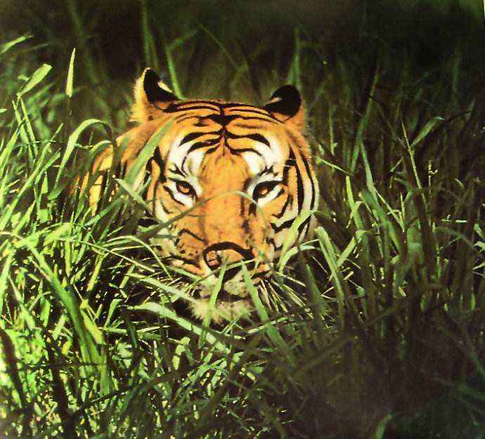 窥伺是什么意思啊