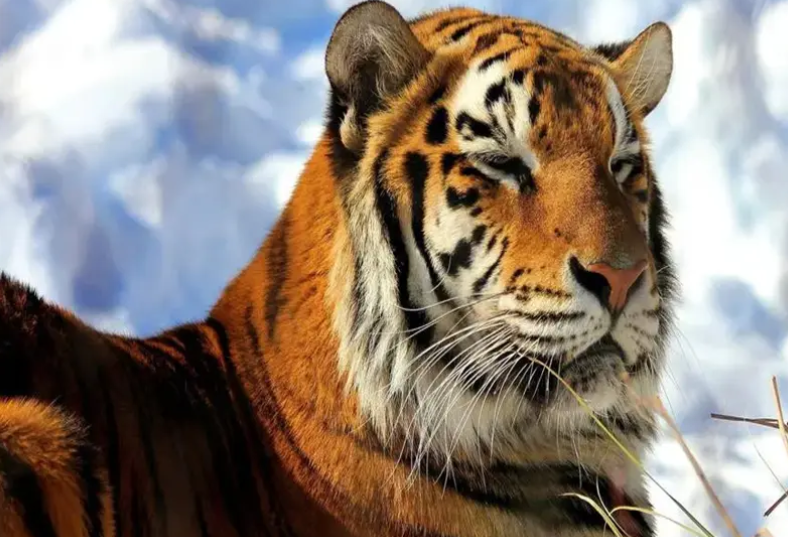 老虎拉车歇后语的下一句是什么