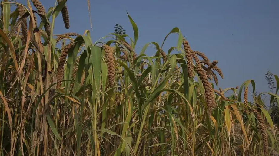 谷子是什么意思