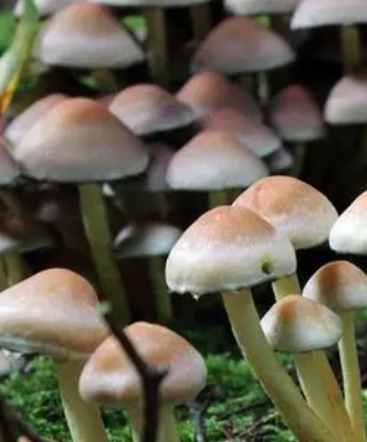 古代怎么种蘑菇?