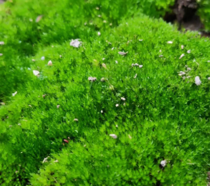 青苔院怎么种？