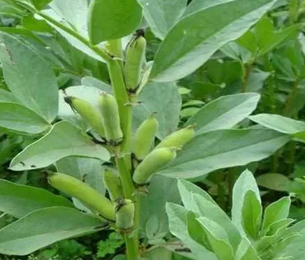 东北蚕豆怎么种？