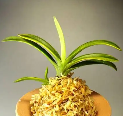 怎么种富贵兰？