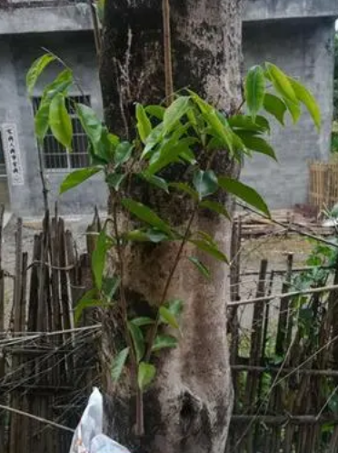 沉香树 怎么种?