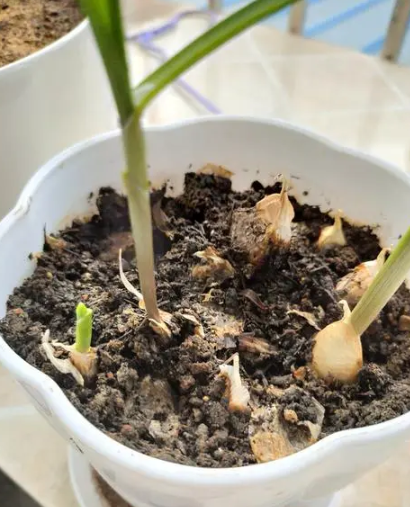 发芽大葱怎么种？