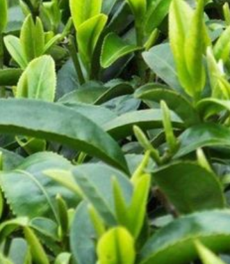 种子茶怎么种？