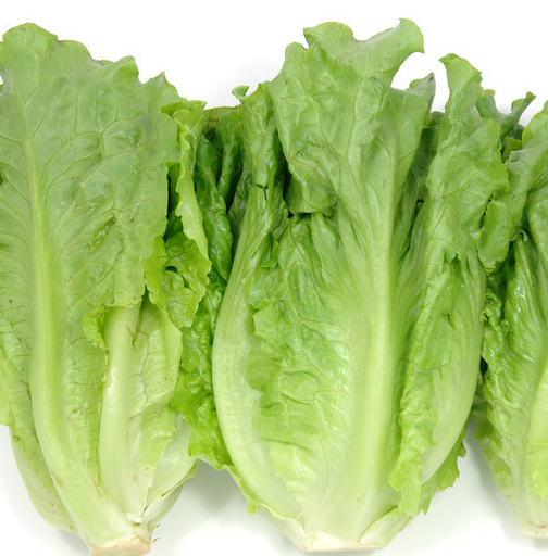 山东生菜怎么种？