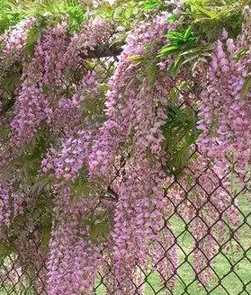 攀爬花怎么种？