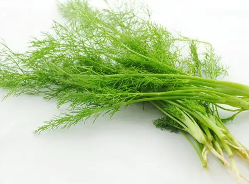 夏季怎么种茴香？