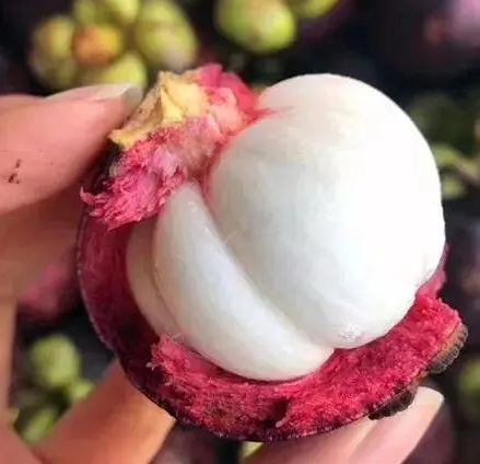 大山竹怎么种？