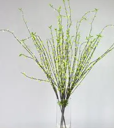 迎春柳怎么种？