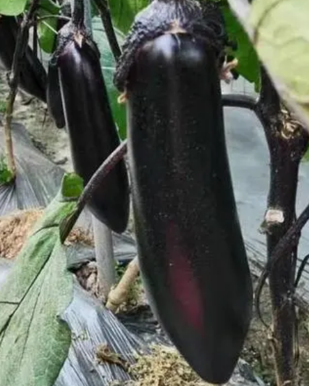火茄怎么种？