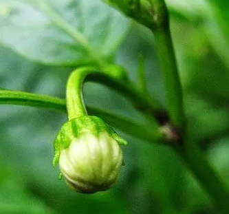 辣子花怎么种？