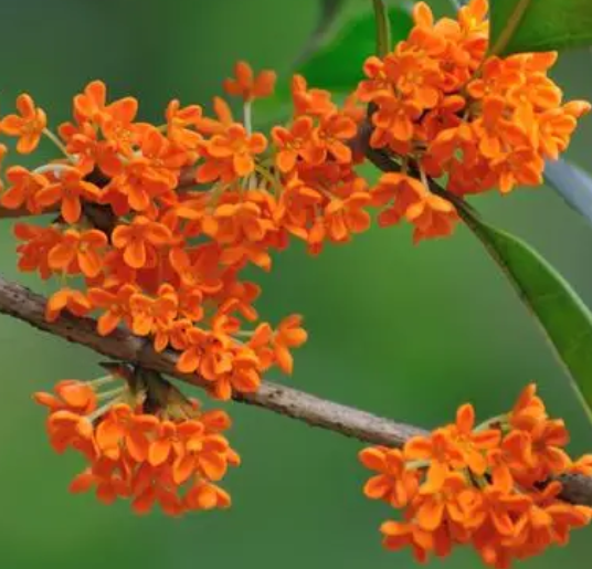 无根桂花怎么种？