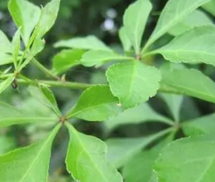 苦刺怎么种？