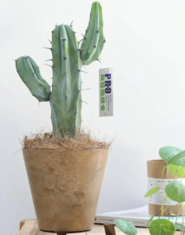 懒人植物怎么种？