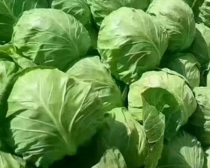 绿包菜怎么种