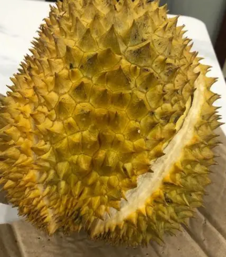 榴莲在北方要怎么种?