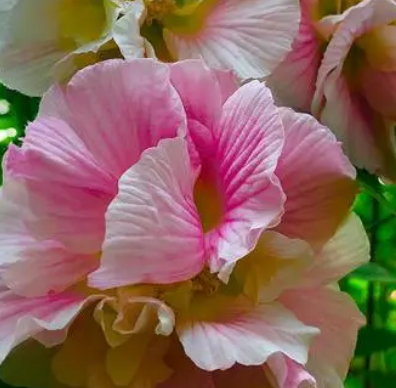 芙蓉什么季节开花？