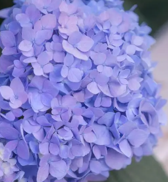 绣球花什么季节开花？
