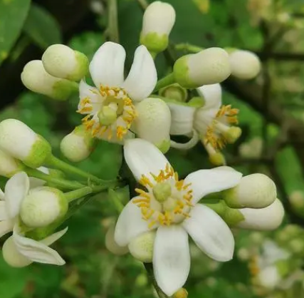 橘红什么季节开花？