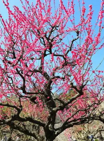 乌梅是什么季节开花？