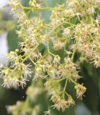 永春岵山荔枝什么季节开花？