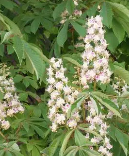 板栗苗什么季节开花结果？