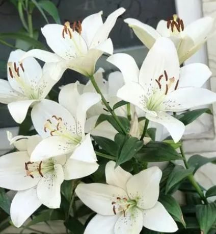 什么时候是鲜花开花季节？