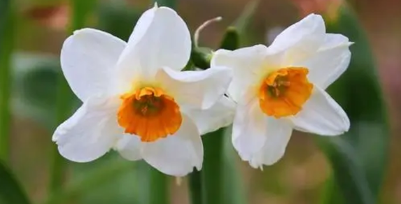 凌波什么季节开花