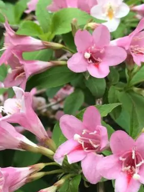 锦带什么季节开花？