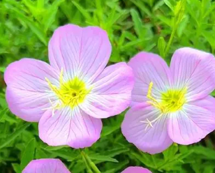 月见草什么季节开花？