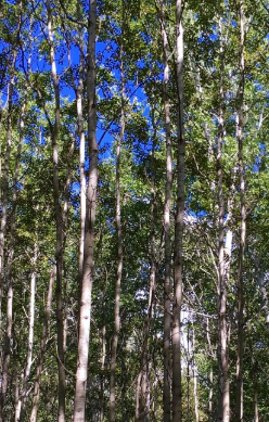 白桦什么季节开花？