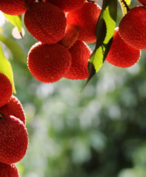 荔枝季节是在什么季节开花？