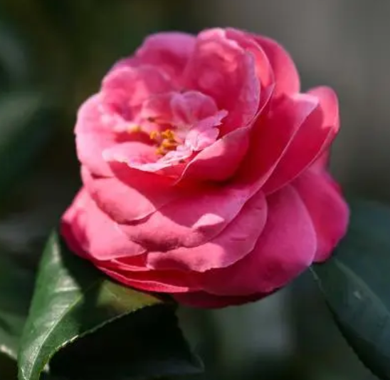 北方茶花什么季节开花？